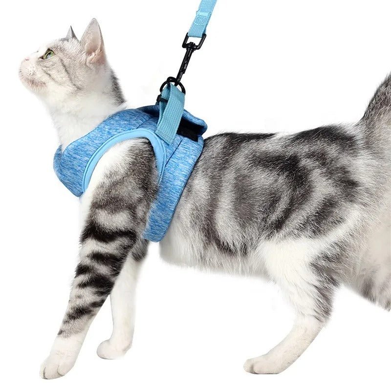 Chat tigré gris et blanc de profil portant le harnais Le Harnais du Palais coloris Bleu, relié à une laisse bleue