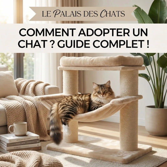 Comment adopter un chat ? Guide complet