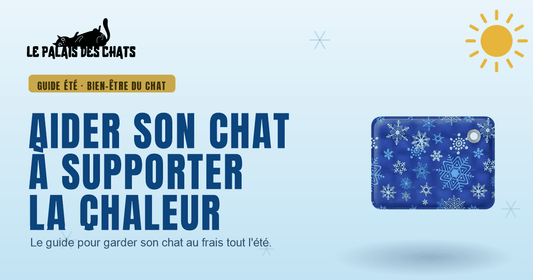 Canicule : comment aider votre chat à supporter la chaleur - Le Palais des Chats