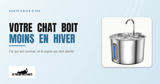 Fontaine à eau pour chat en inox, couverture de l'article sur le chat qui boit moins en hiver quand le chauffage tourne
