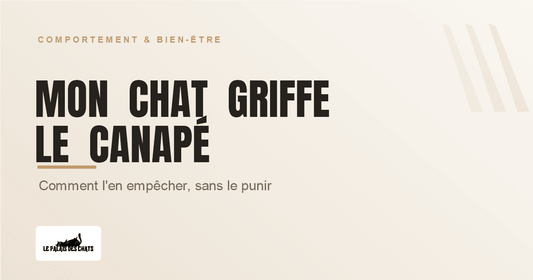 Couverture de l'article Mon chat griffe le canapé : comment l'en empêcher sans le punir