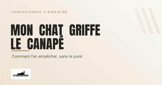 Chat qui griffe le canapé, comment l'en empêcher sans le punir