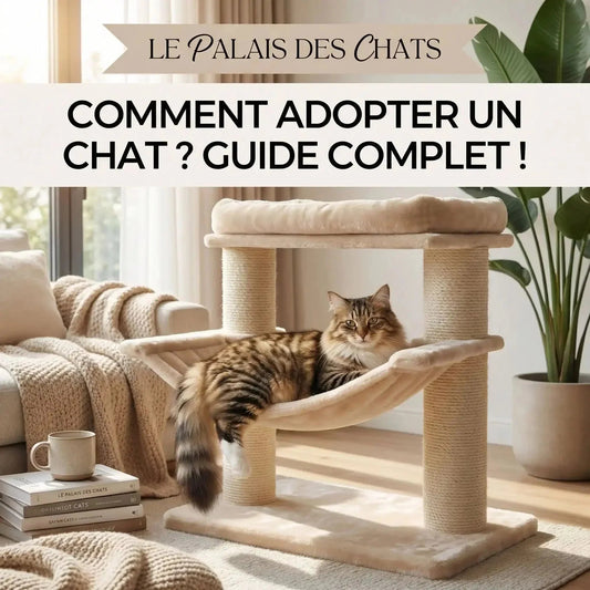 Comment adopter un chat ? Guide complet - Le Palais des Chats