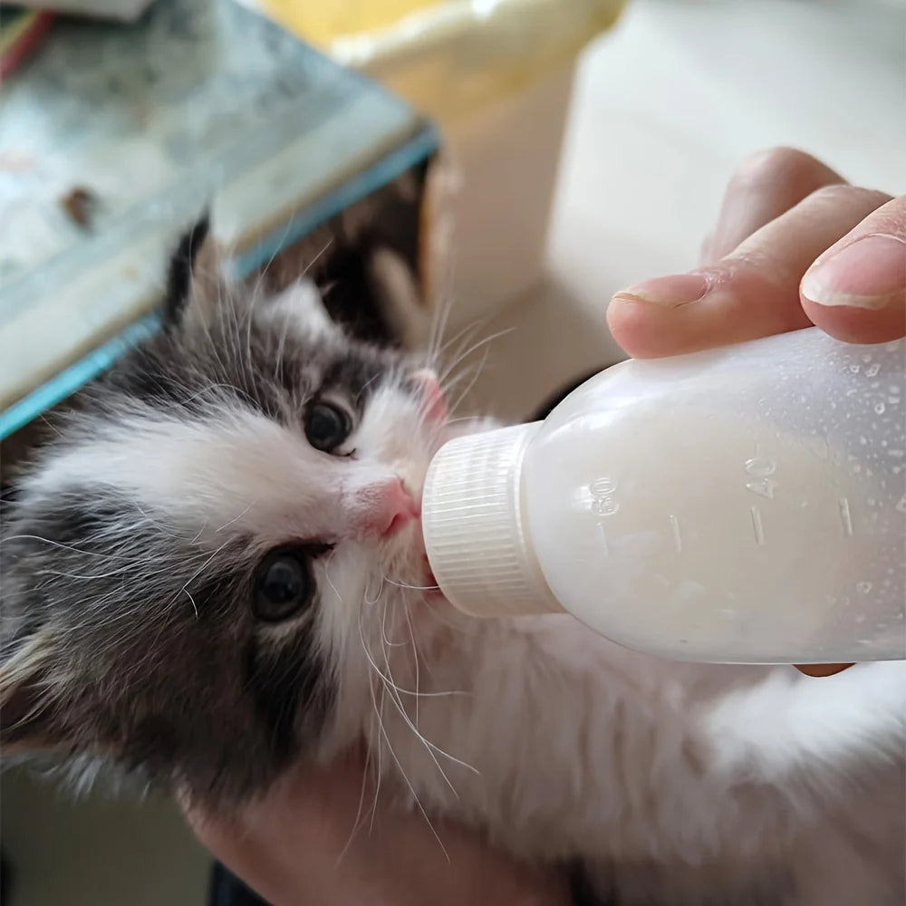 Jeune chaton qui tète un biberon pour chaton 60 ml tenu à la main