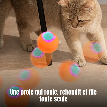 Chat qui joue avec la balle rebondissante automatique Rebond Royal