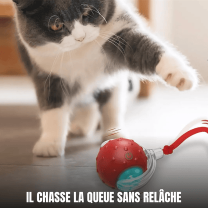 Chat gris et blanc qui chasse sans relâche la queue de la balle interactive auto-rotative Crazy Balle