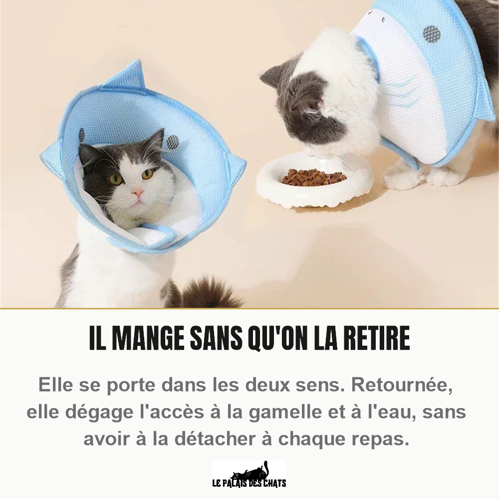 Collerette pour chat portée dans les deux sens, le chat mange sans qu'on la retire
