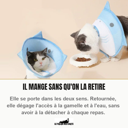 Un chat porte la collerette requin bleue dans le sens classique, un autre la porte retournée et mange librement dans sa gamelle