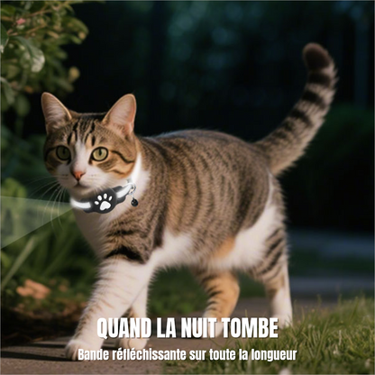 Chat dans un jardin à la nuit tombée, la bande réfléchissante du collier renvoie la lumière