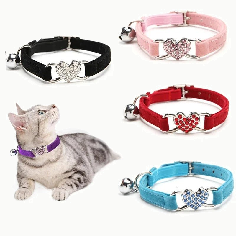 Quatre colliers en velours à cœur de strass et grelot, coloris noir, rose, rouge et bleu turquoise, et un chat tigré portant le modèle violet