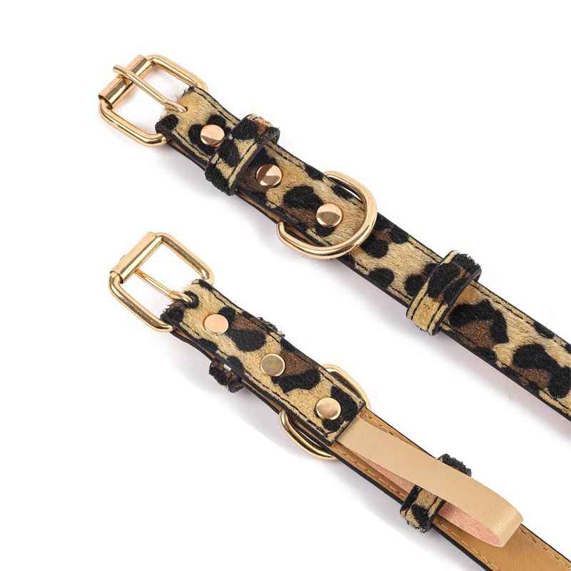 Collier pour chat | Élégance Féline - Le Palais des Chats