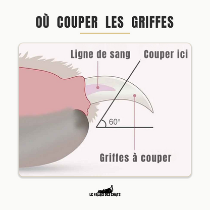 Schéma : où couper les griffes du chat, ligne de sang à éviter et angle de coupe 60°