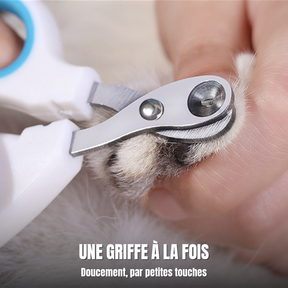 Coupe des griffes d'un chat à la maison avec les ciseaux coupe-ongles à ouverture ronde
