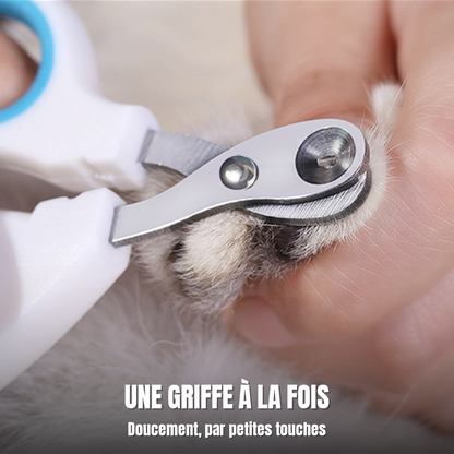 Coupe des griffes d'un chat à la maison avec les ciseaux coupe-ongles à ouverture ronde