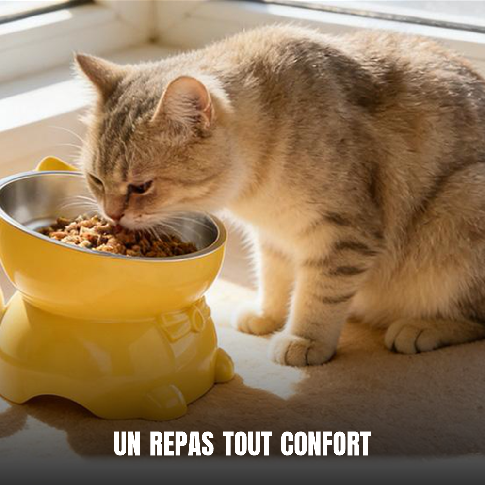 Chat qui mange confortablement dans sa gamelle surélevée