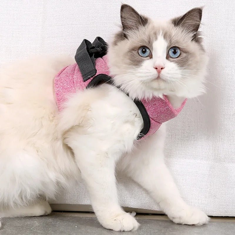 Chat blanc et beige aux yeux bleus portant le harnais pour chat Le Harnais du Palais coloris Rose, devant un mur blanc