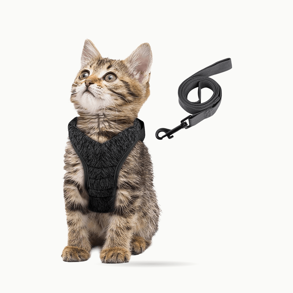 Chaton tigré assis portant le harnais gilet pour chat Le Harnais du Palais, à côté de sa laisse assortie
