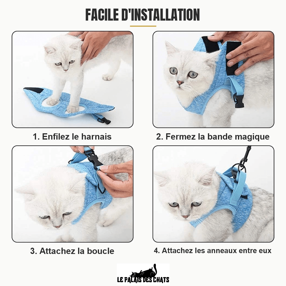 Installation facile en 4 étapes du harnais Le Harnais du Palais bleu sur un chat blanc, de l'enfilage à l'attache des anneaux