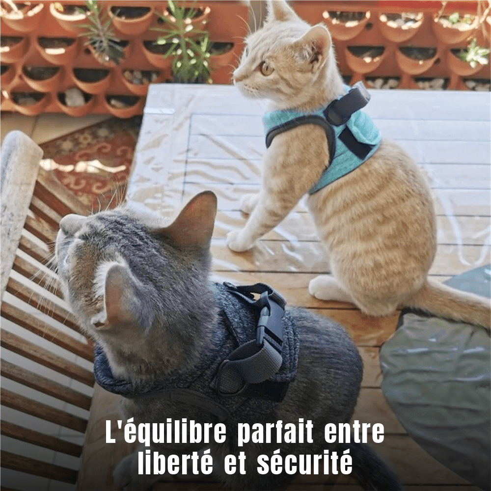 Chat roux et chat gris sur une terrasse avec le harnais Le Harnais du Palais, l'équilibre parfait entre liberté et sécurité