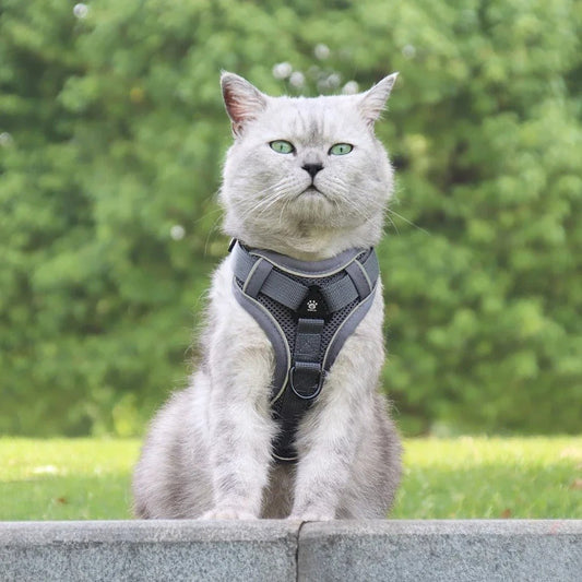 Harnais pour chat | Petit Cœur d'Explorateur - Le Palais des Chats