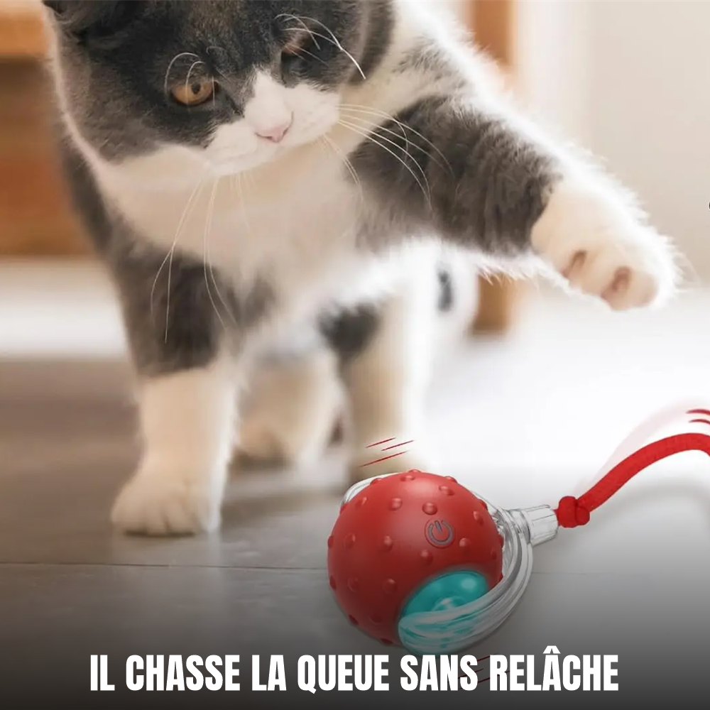 Chat chassant la balle interactive rouge Crazy Balle et sa queue tressée