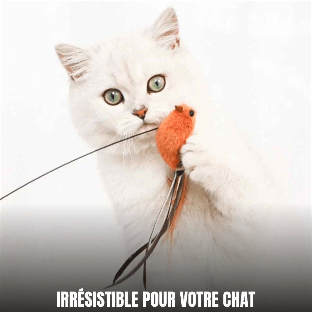 Jouet pour chat interactif à ventouse, oiseau à plumes | L’Oiseau Farceur - Le Palais des Chats