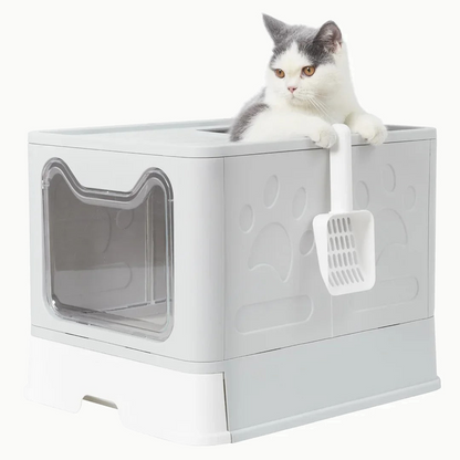 Chat gris et blanc installé sur le toit de la maison de toilette, porte transparente ouverte sur le bac
