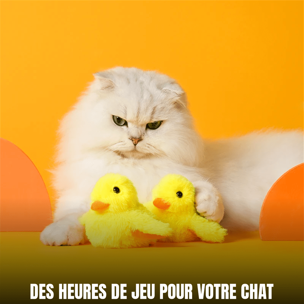 Miaou’Duck™ | Jouet interactif anti-ennui pour chat - Le Palais des Chats