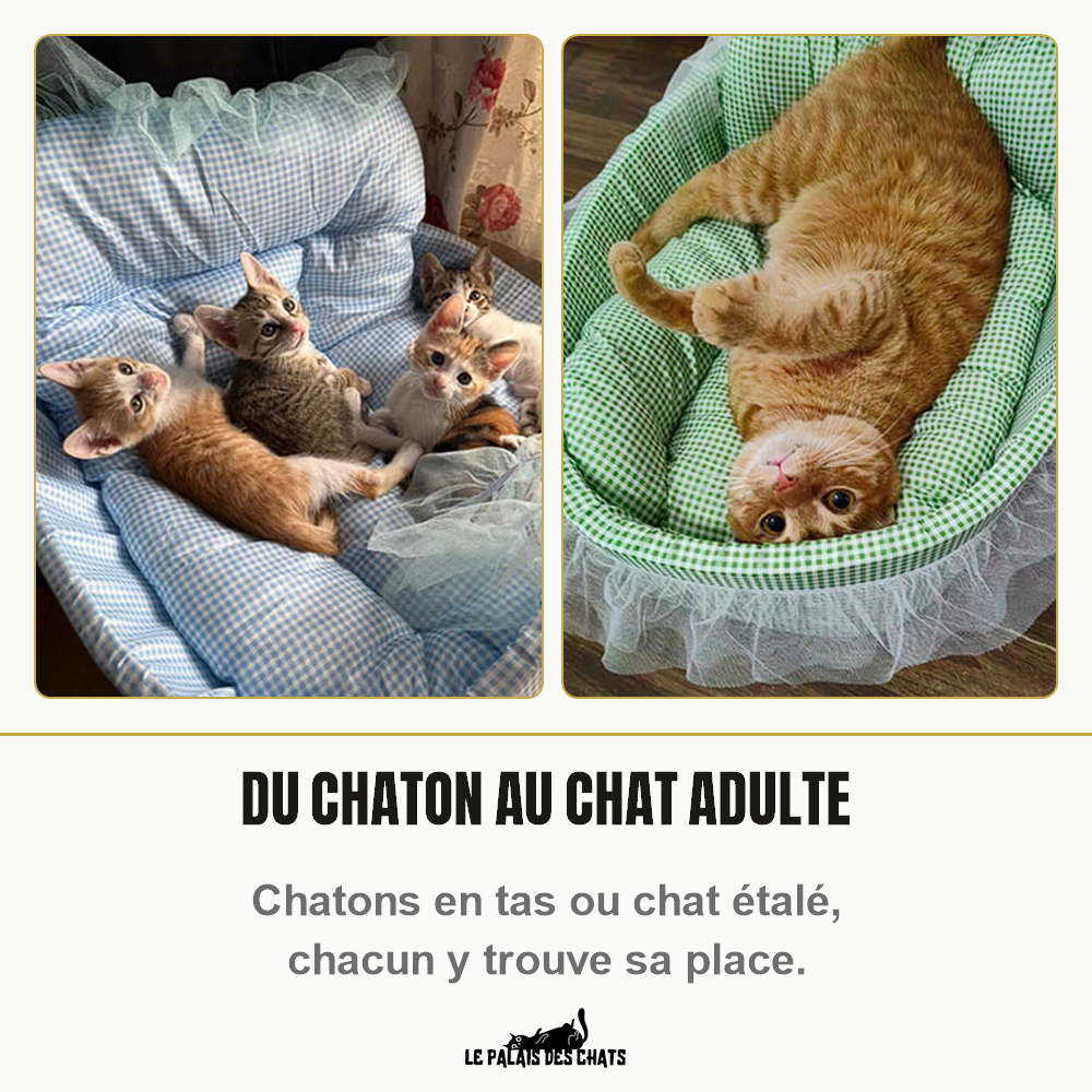 Quatre chatons dans le panier vichy bleu ciel et un chat roux étalé dans le vert pistache : un panier pour chat qui accueille chatons et chats adultes