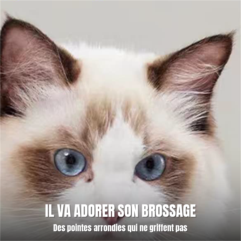 Chat détendu pendant le brossage avec le peigne démêloir à pointes arrondies