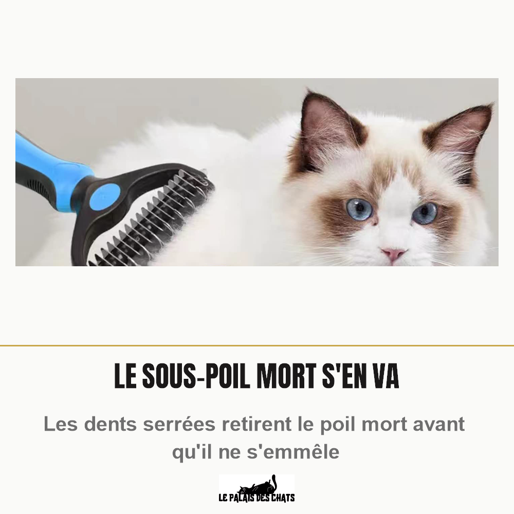 Peigne démêloir bleu passé sur le dos d'un chat blanc à poil long, touffe de sous-poil mort retirée