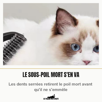 Peigne démêloir pour chat près d'un chat à poil long : le sous-poil mort est retiré