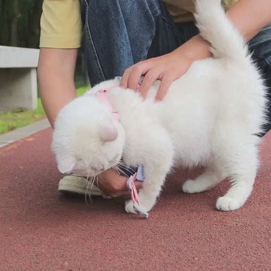 Harnais et laisse pour chat Félin Majesté, chat en balade