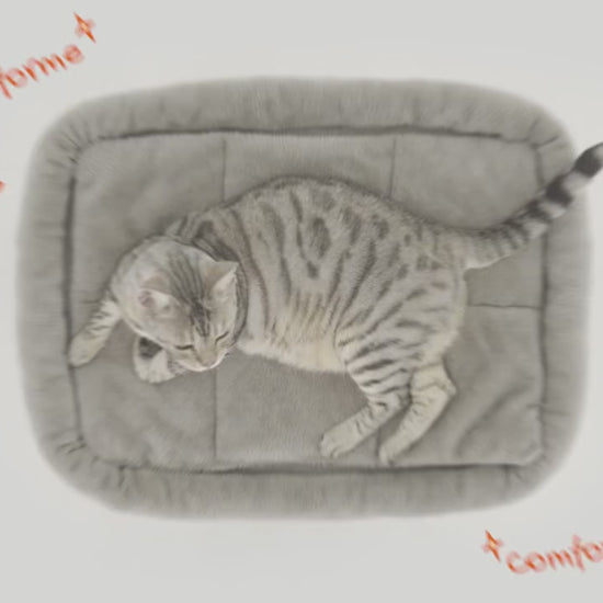 Arbre à chat compact Doux Perchoir en situation, chats sur les plateformes et niches