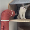 Chat installé dans la maison murale hublot en bois Mon Petit Village Perché