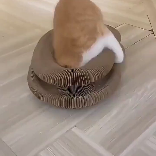 Jouet pour chat griffoir accordeon magique Flexi'Griff en demonstration, chat qui joue puis pliage ultra elastique et fermeture aimantee - Le Palais des Chats