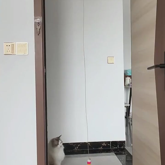 La Chenille Royale, jouet interactif pour chat en action
