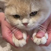 Démonstration : couper les griffes d'un chat avec des ciseaux coupe-ongles à ouverture ronde