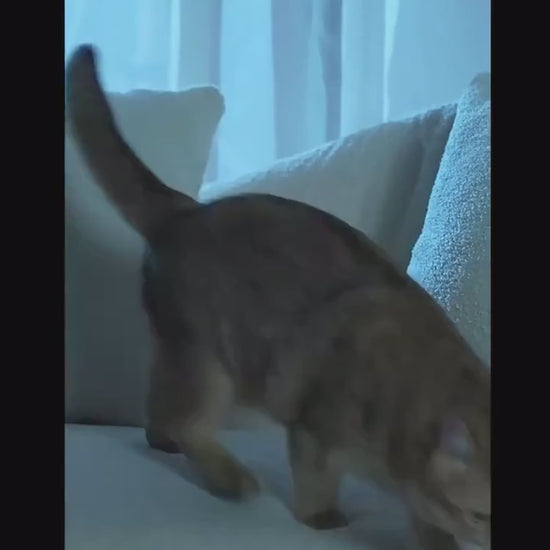 Balle interactive sonore en peluche pour chat Le Pompon Royal en démonstration - Le Palais des Chats