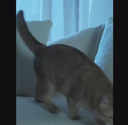 Balle interactive sonore en peluche pour chat Le Pompon Royal en démonstration - Le Palais des Chats