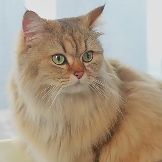Chat sur le hamac de fenêtre Le Nid Suspendu et démonstration d'installation