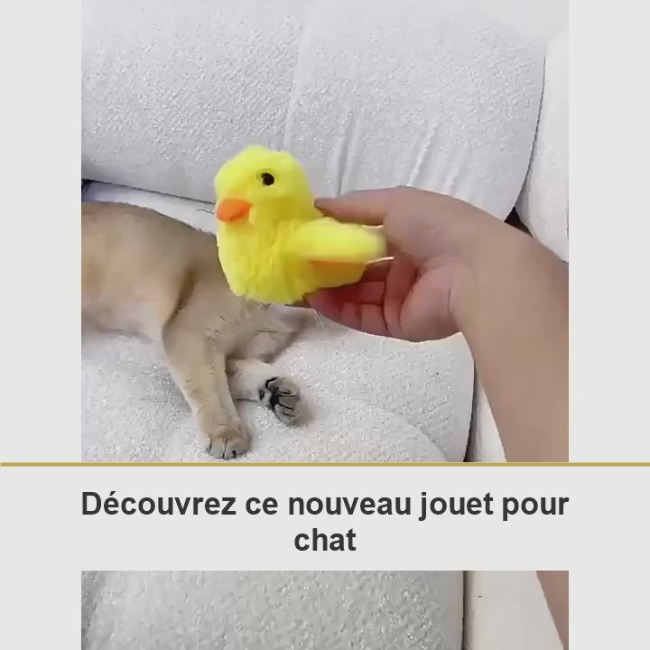 Chats jouant avec le canard en peluche interactif Miaou'Duck, sous-titres français