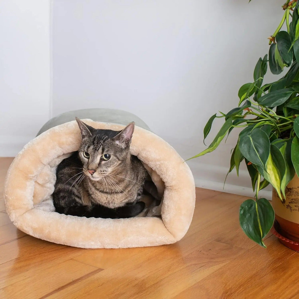 Chat tigré installé à l'entrée du sac de couchage pour chat La Cachette Royale coloris Gris, près d'une plante verte